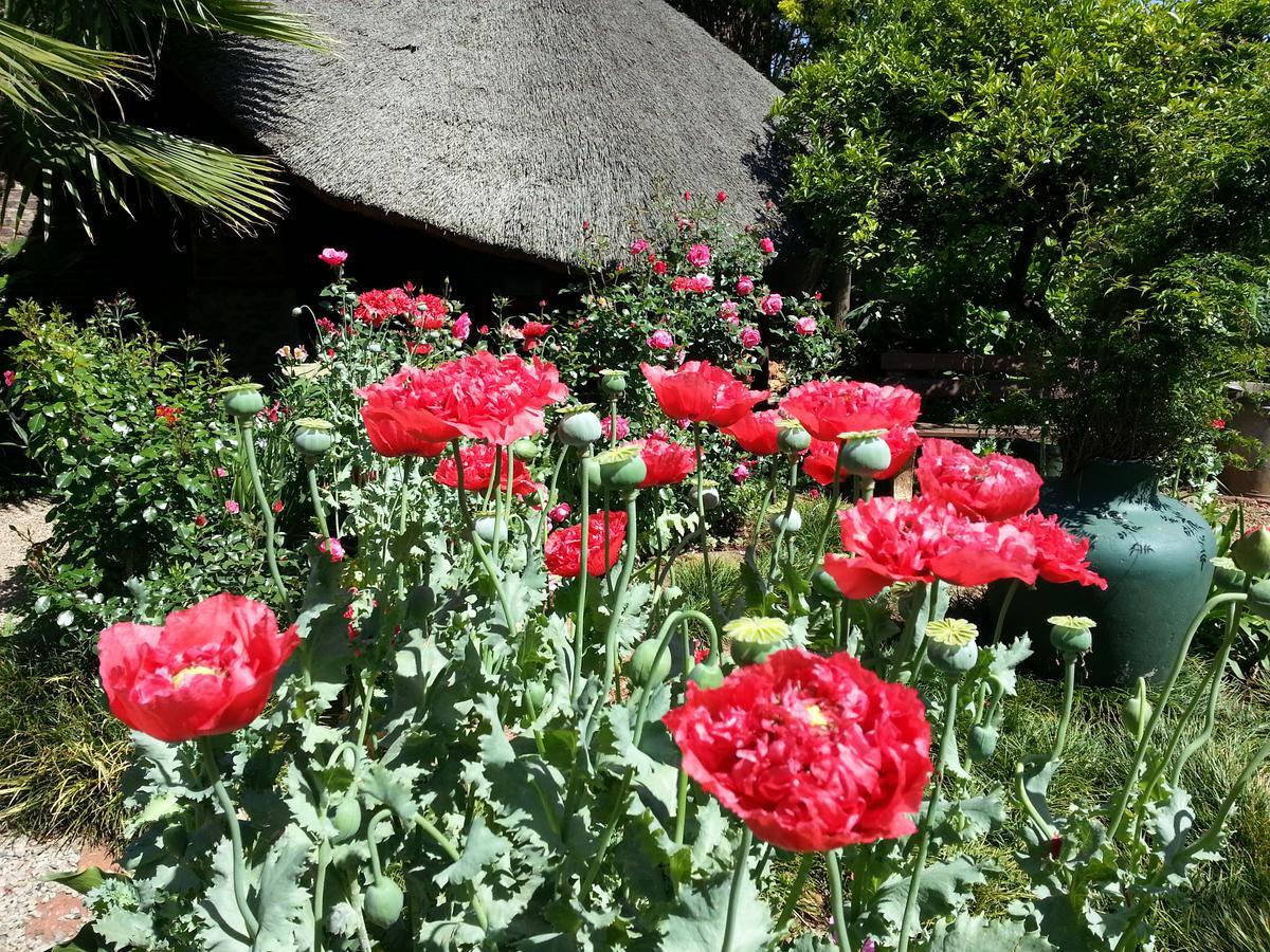 Agterplaas Guesthouse Pty Ltd Йоханесбург Екстериор снимка